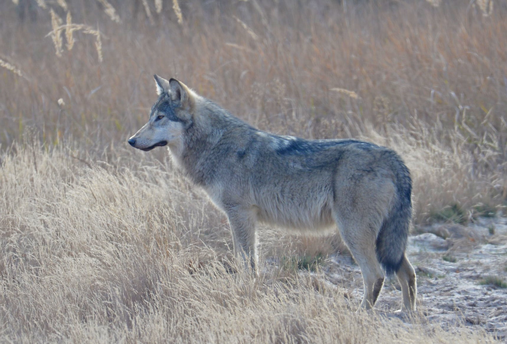 У Чорнобилі влаштували фотосесію величній тварині: прекрасний звір потрапив в об'єктив