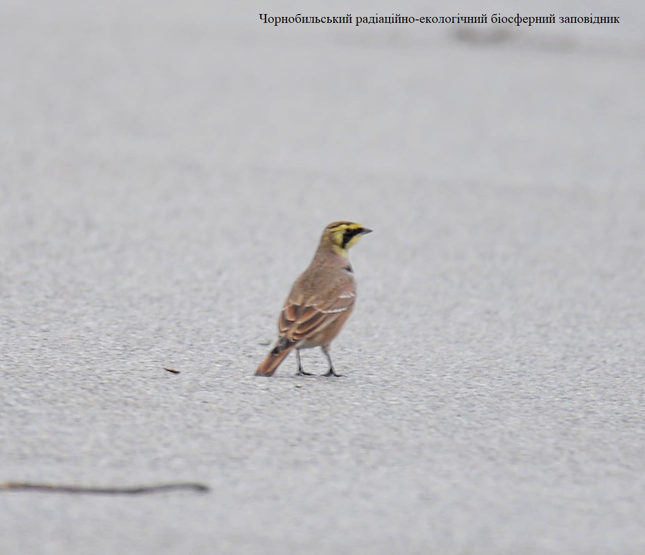 В Чернобыле заметили необычного пернатого "гостя": фауна пополняется (фото)