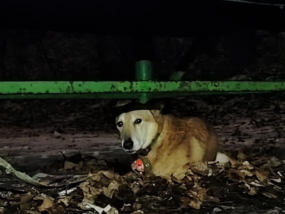 В Киеве женщина бросила свою собаку в парке и уехала на заработки: возле животного была записка