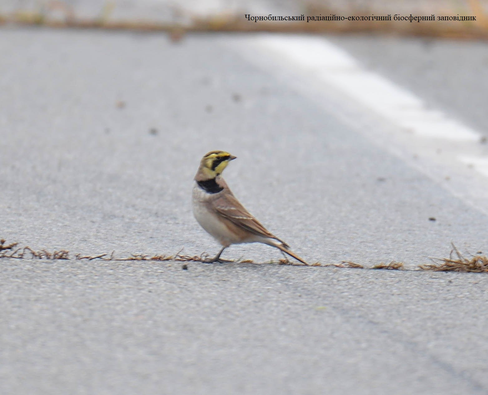 В Чернобыле заметили необычного пернатого &quot;гостя&quot;: фауна пополняется (фото)