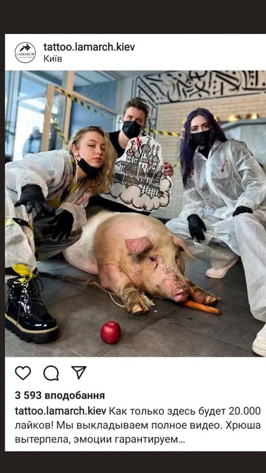 У Києві в тату-салон затягли свиню, щоб зробити їй величезну наколку: деталі скандалу