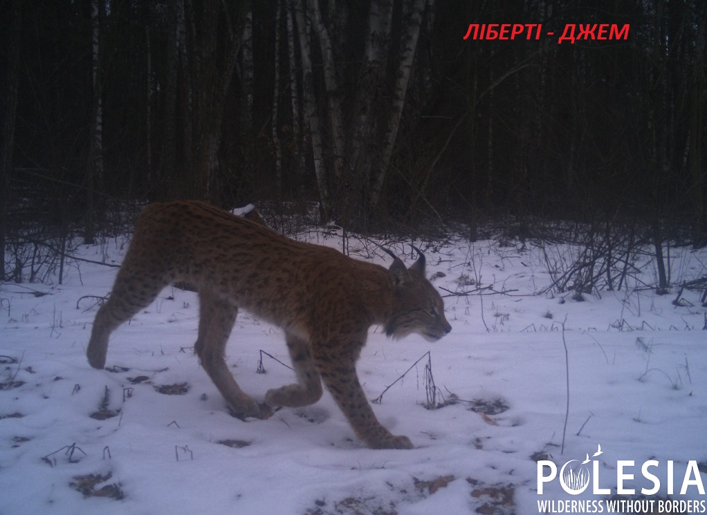 У Чорнобилі показали дивовижні фото, як ловлять сонце тварини, що не заснули взимку