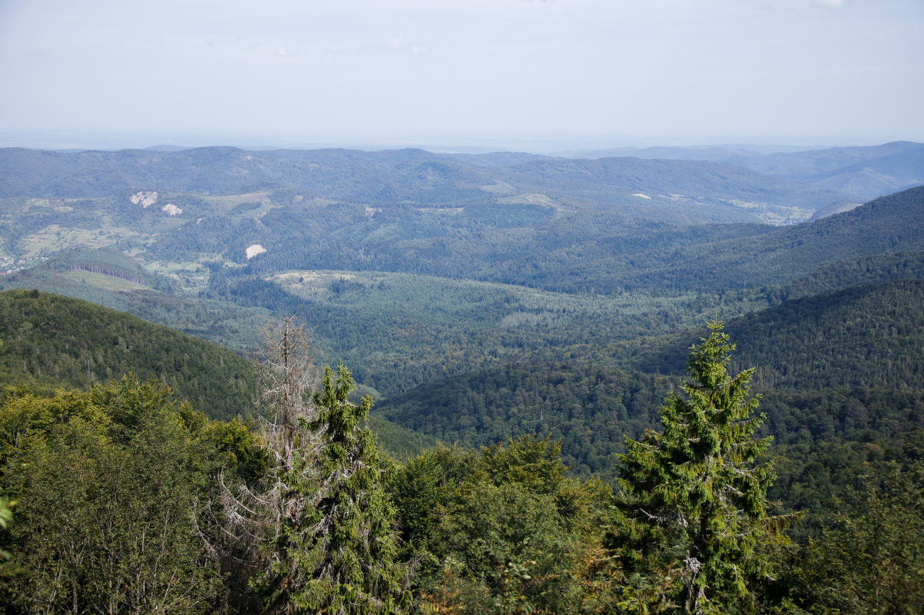 В Карпатах хотят построить курорты на территории уникальных лесов: разгорается скандал