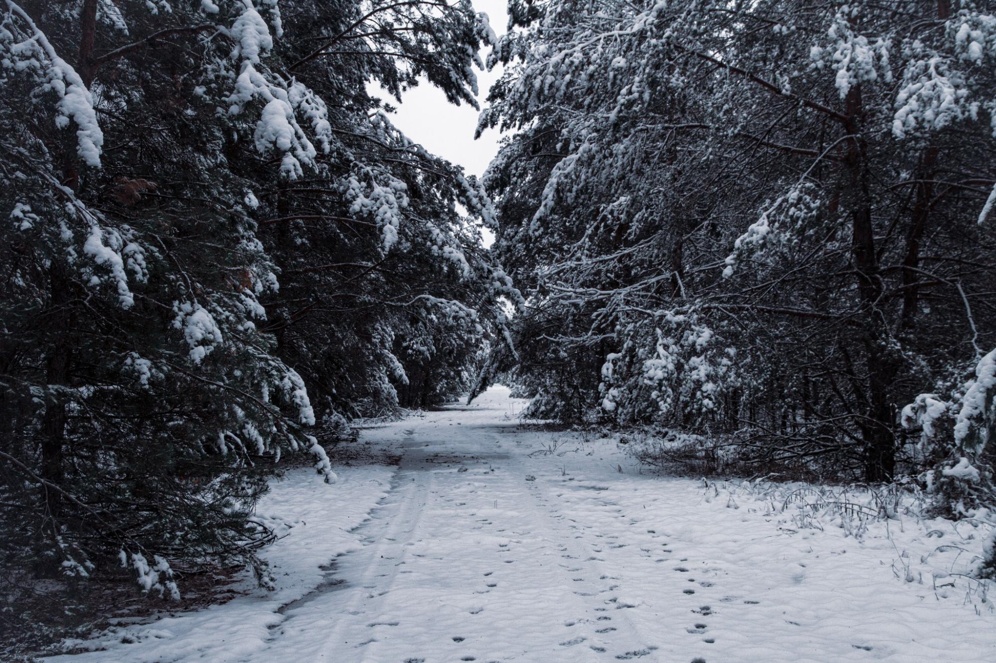 В Чернобыльский заповедник пришла настоящая зима: удивительные фото