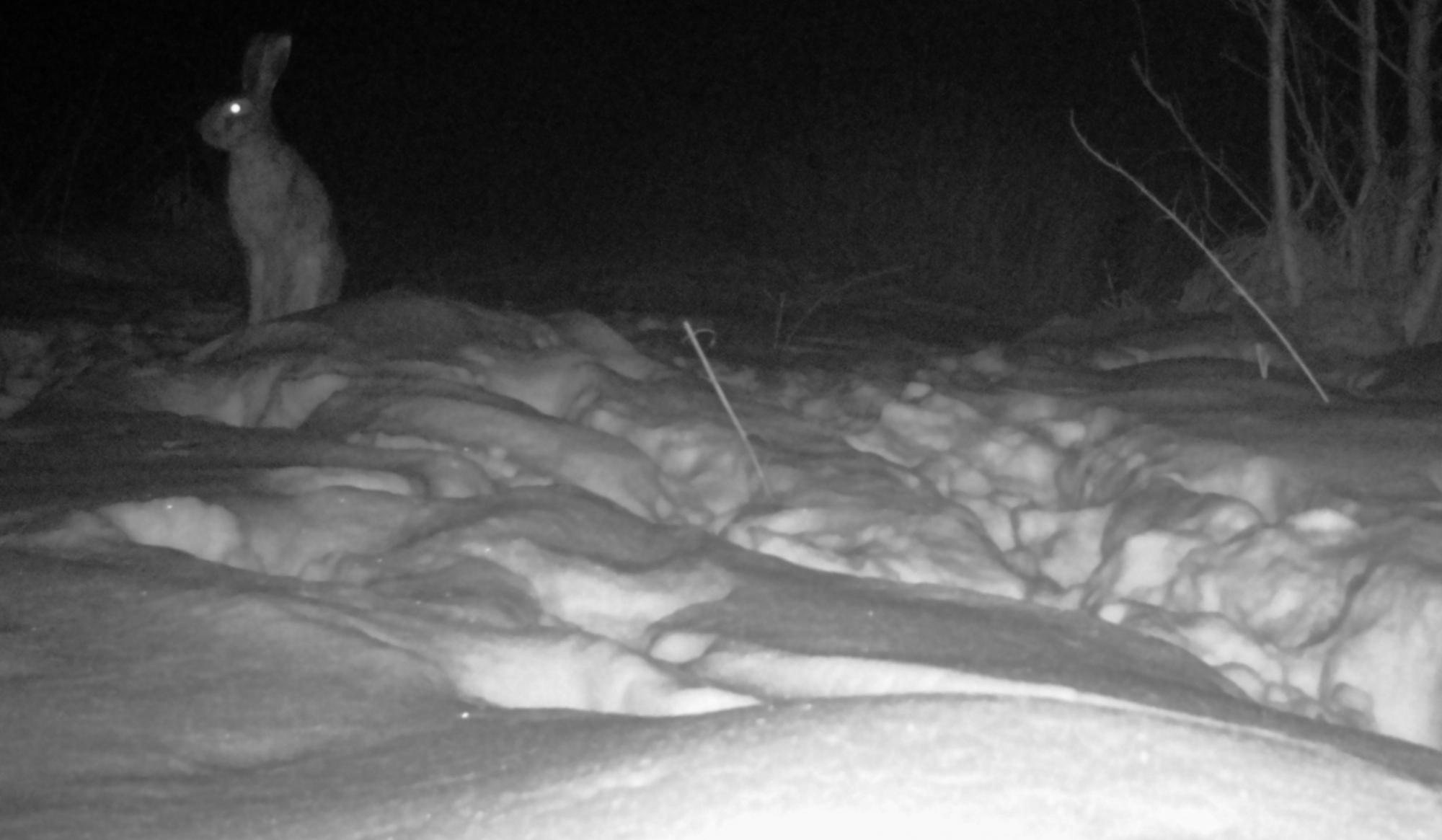 У фотоловушку Чорнобиля &quot;доскакав&quot; один з постійних мешканців: зазвичай активний вночі