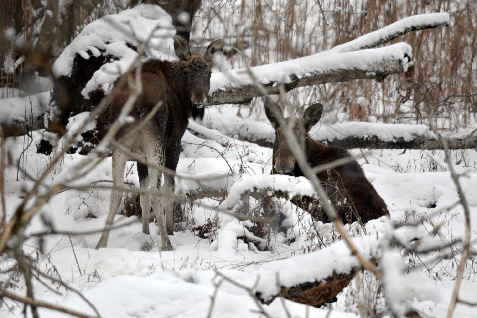 В Чернобыле показали восхитительные фото, как ловят солнце животные, которые не заснули зимой