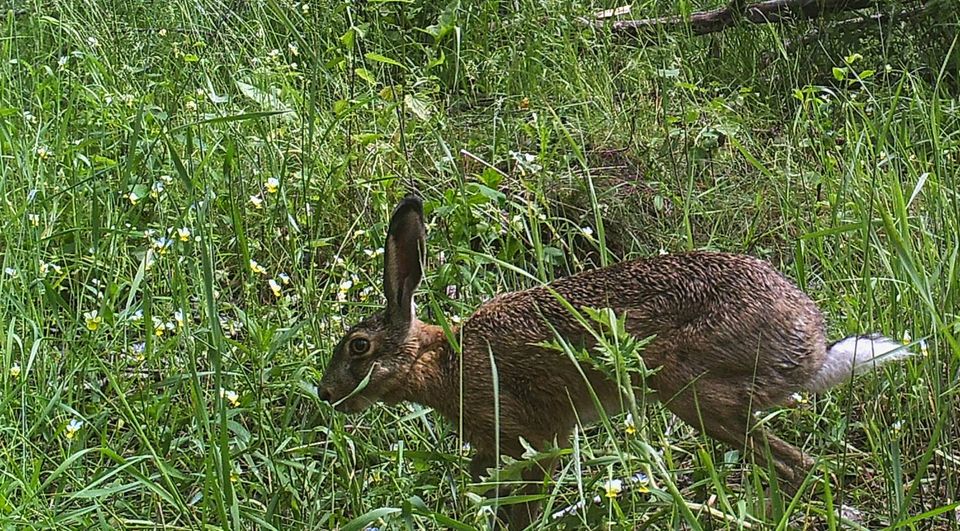 У фотоловушку Чорнобиля "доскакав" один з постійних мешканців: зазвичай активний вночі