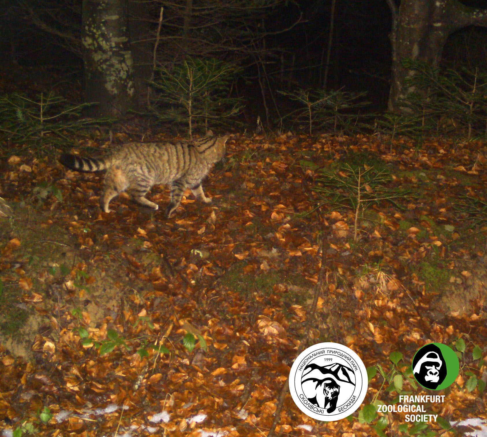 У Карпатах зафіксували найзагадковішого мешканця лісу: живе у дуплах та виходить вночі (фото)