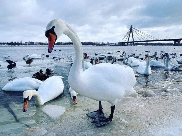 Лебеді в київському парку можуть загинути через їжу, якою їх підгодовують люди