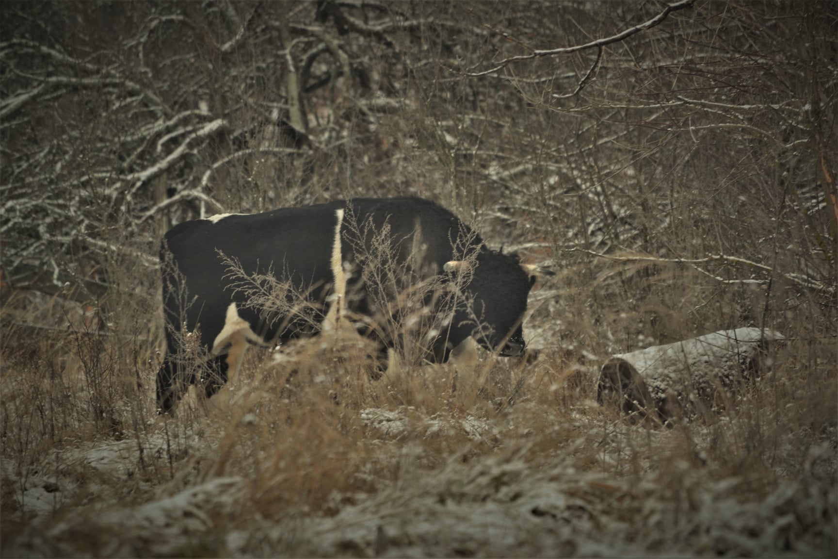 У Чорнобильському заповіднику показали звіра-лідера: красень витіснив іншого (фото)