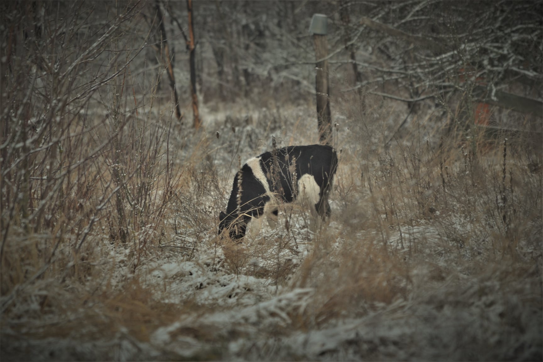 У Чорнобильському заповіднику показали звіра-лідера: красень витіснив іншого (фото)