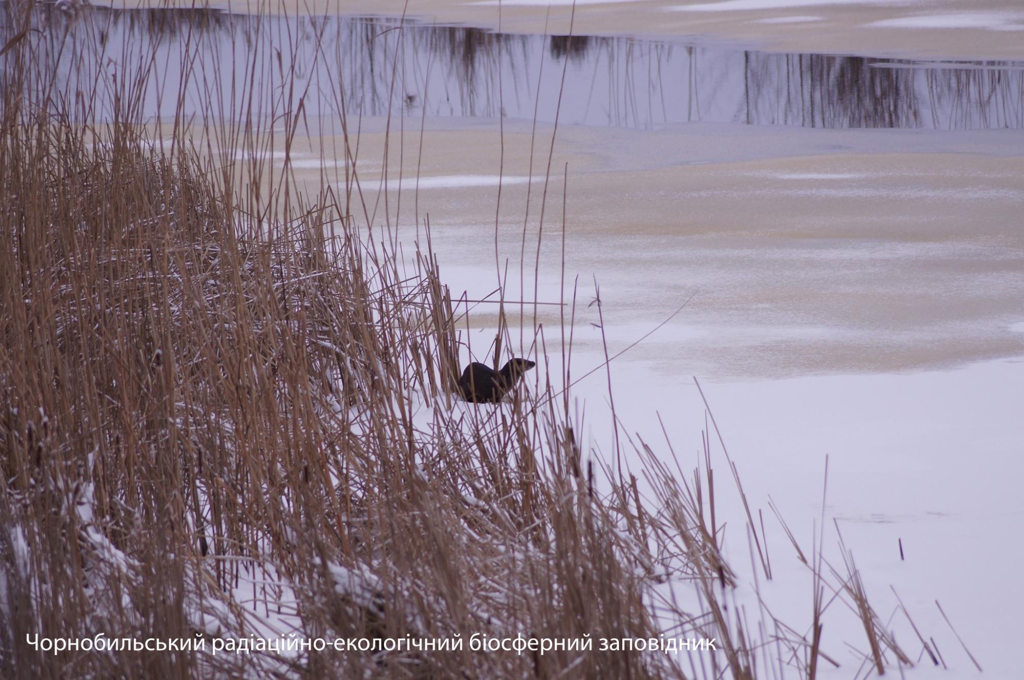 У Чорнобилі показали дивовижні фото, як ловлять сонце тварини, що не заснули взимку