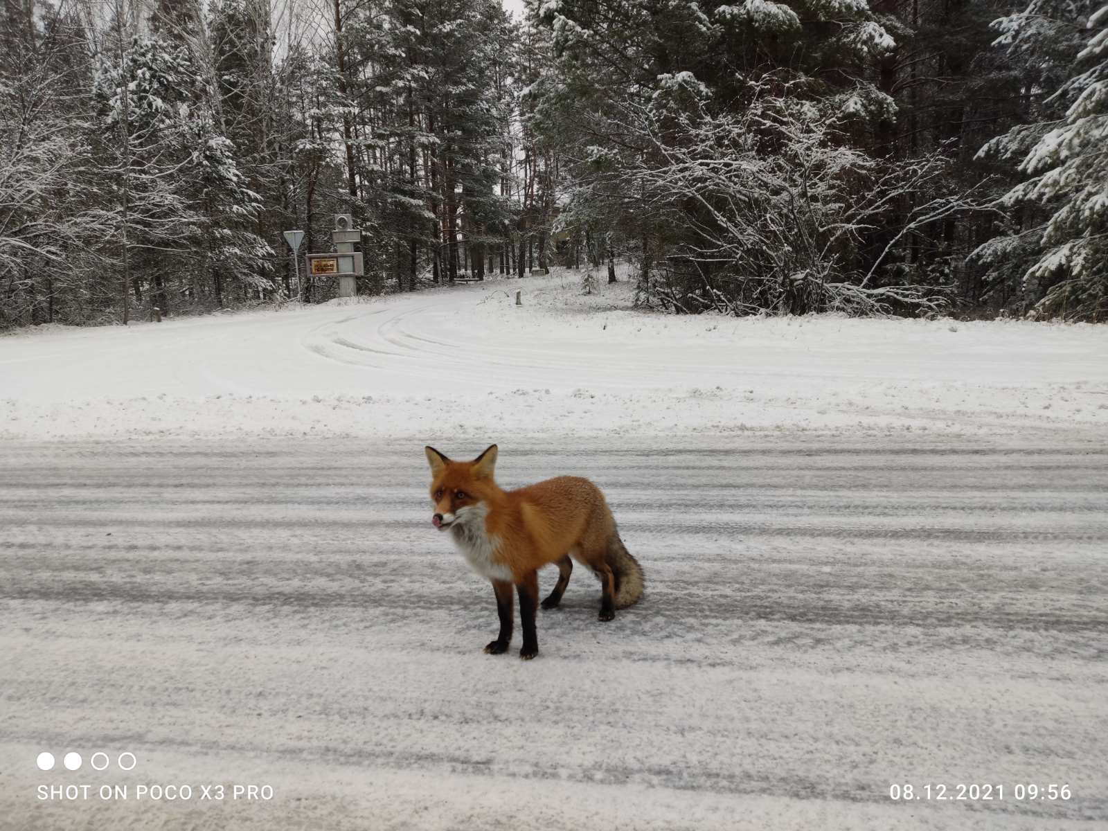 У Чорнобилі показали дивовижні фото, як ловлять сонце тварини, що не заснули взимку