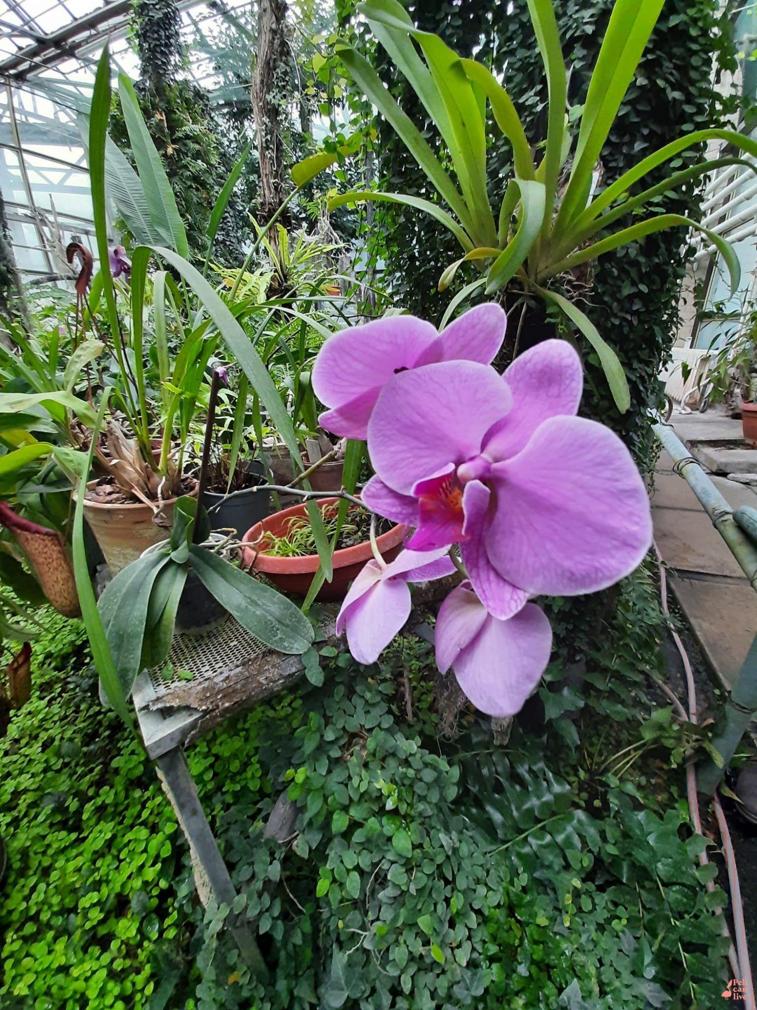 У Ботанічному саду Києва можуть загинути унікальні рослини: що сталося