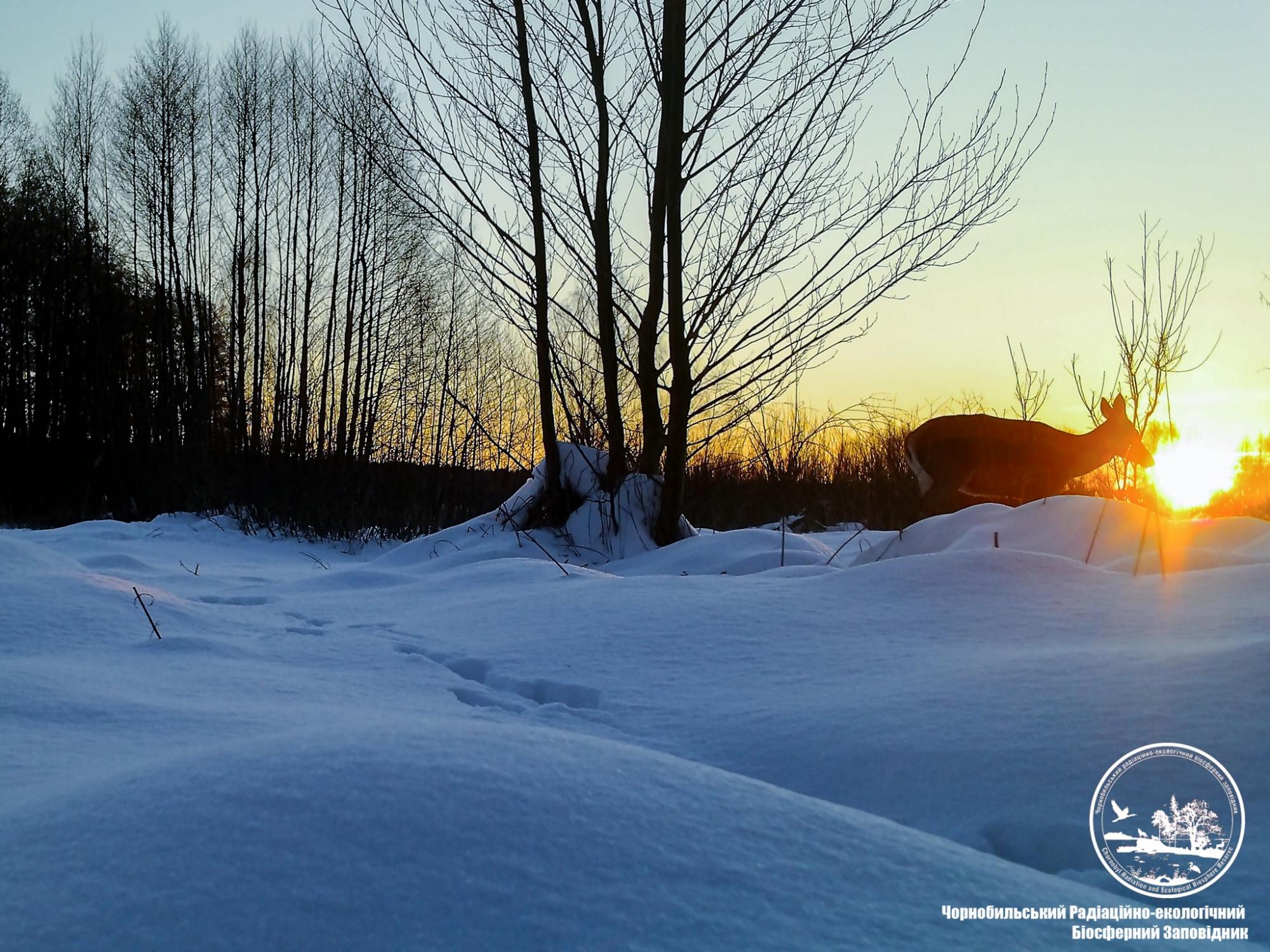 У Чорнобилі показали дивовижні фото, як ловлять сонце тварини, що не заснули взимку