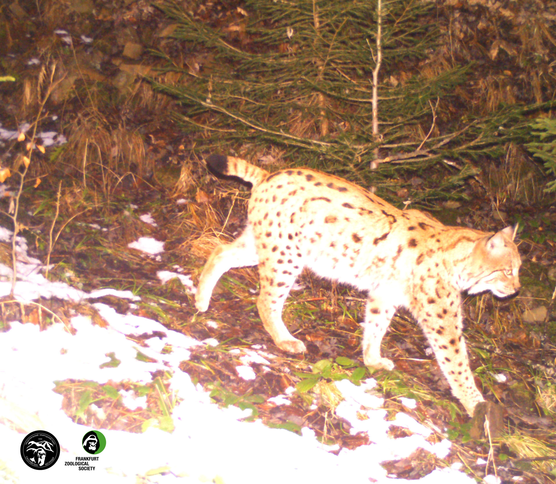 В Карпатах завелся хищник, который тут очень редко встречается: фото грациозного животного