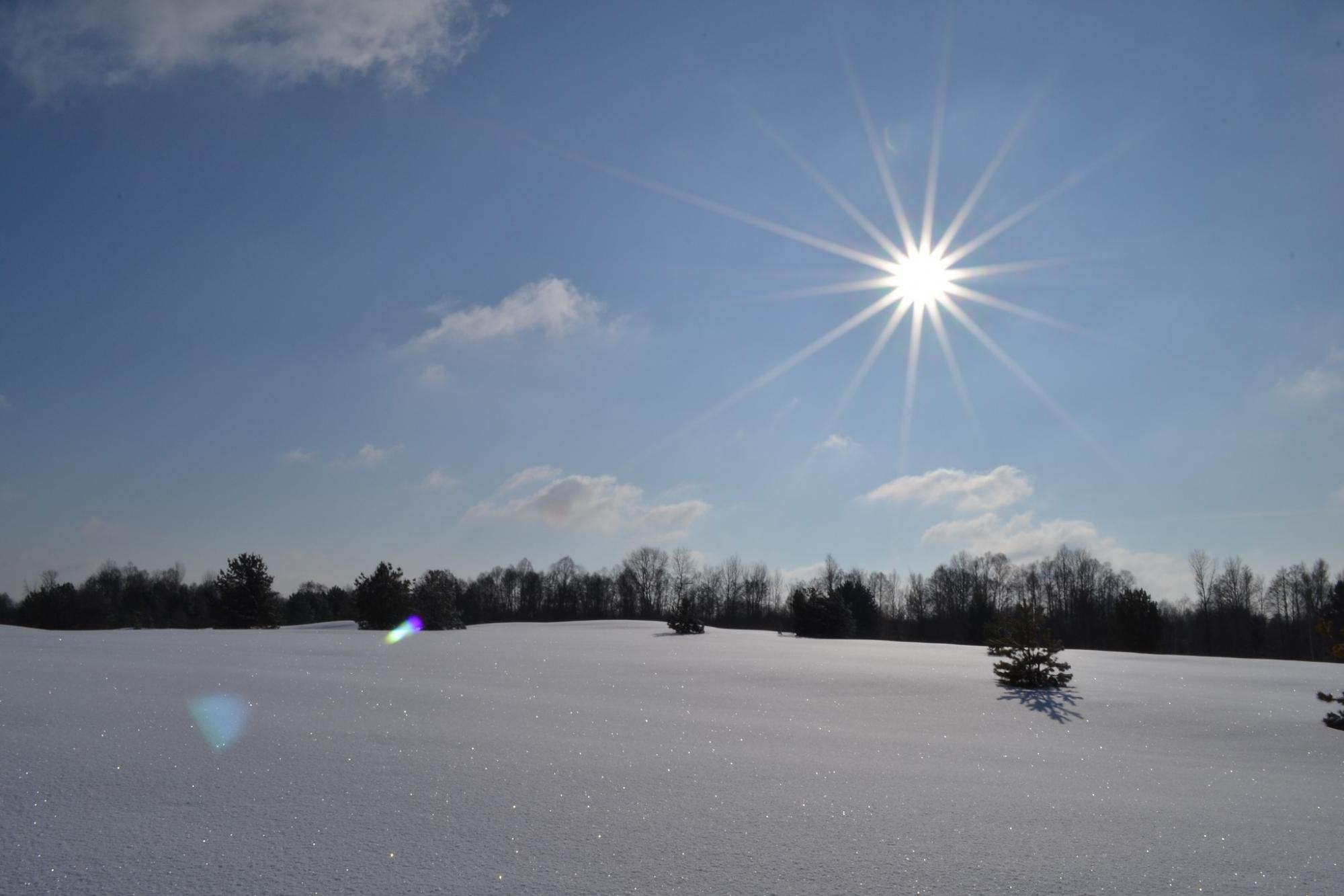 У Чорнобилі показали дивовижні фото, як ловлять сонце тварини, що не заснули взимку