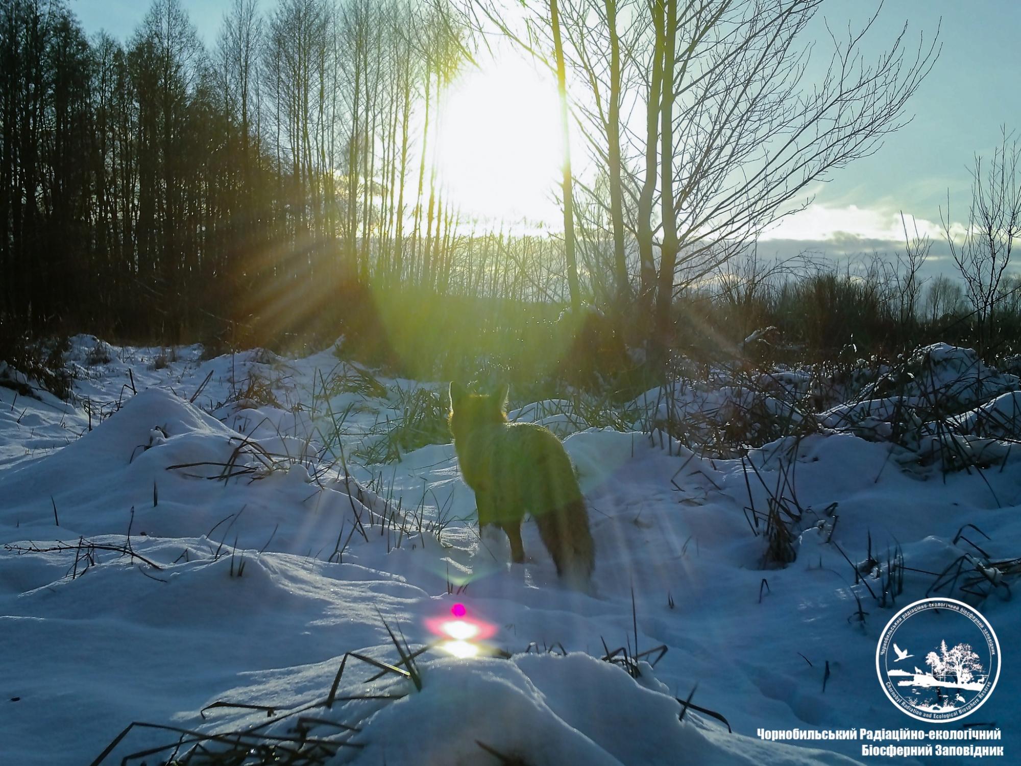 В Чернобыле показали восхитительные фото, как ловят солнце животные, которые не заснули зимой