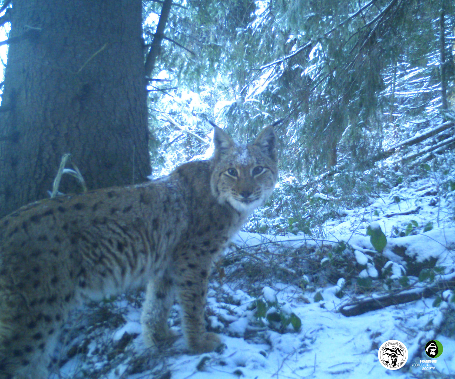 В Карпатах завелся хищник, который тут очень редко встречается: фото грациозного животного