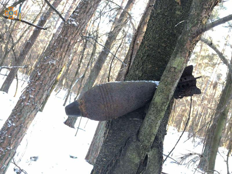 Под Львовом на дереве обнаружили почти 80-летнюю мину: "удивительная находка" (фото)