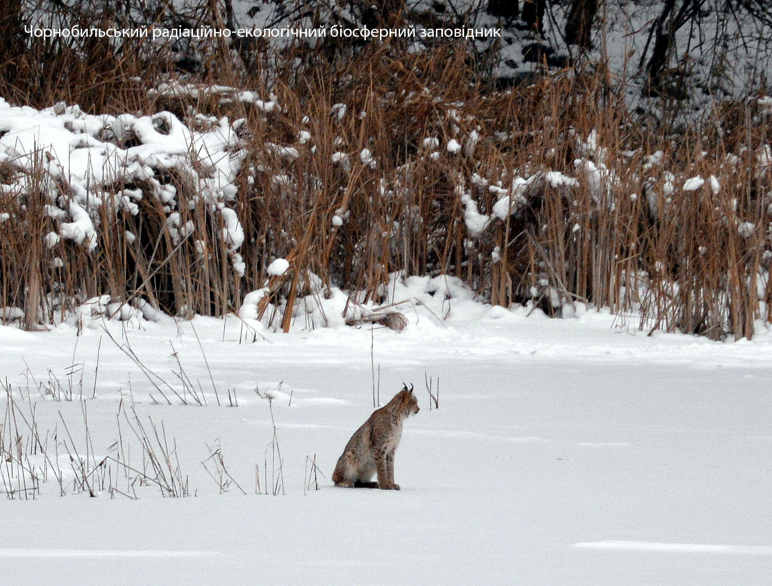 В Чернобыльском заповеднике зима по полной. Смотрите, как ею наслаждаются звери