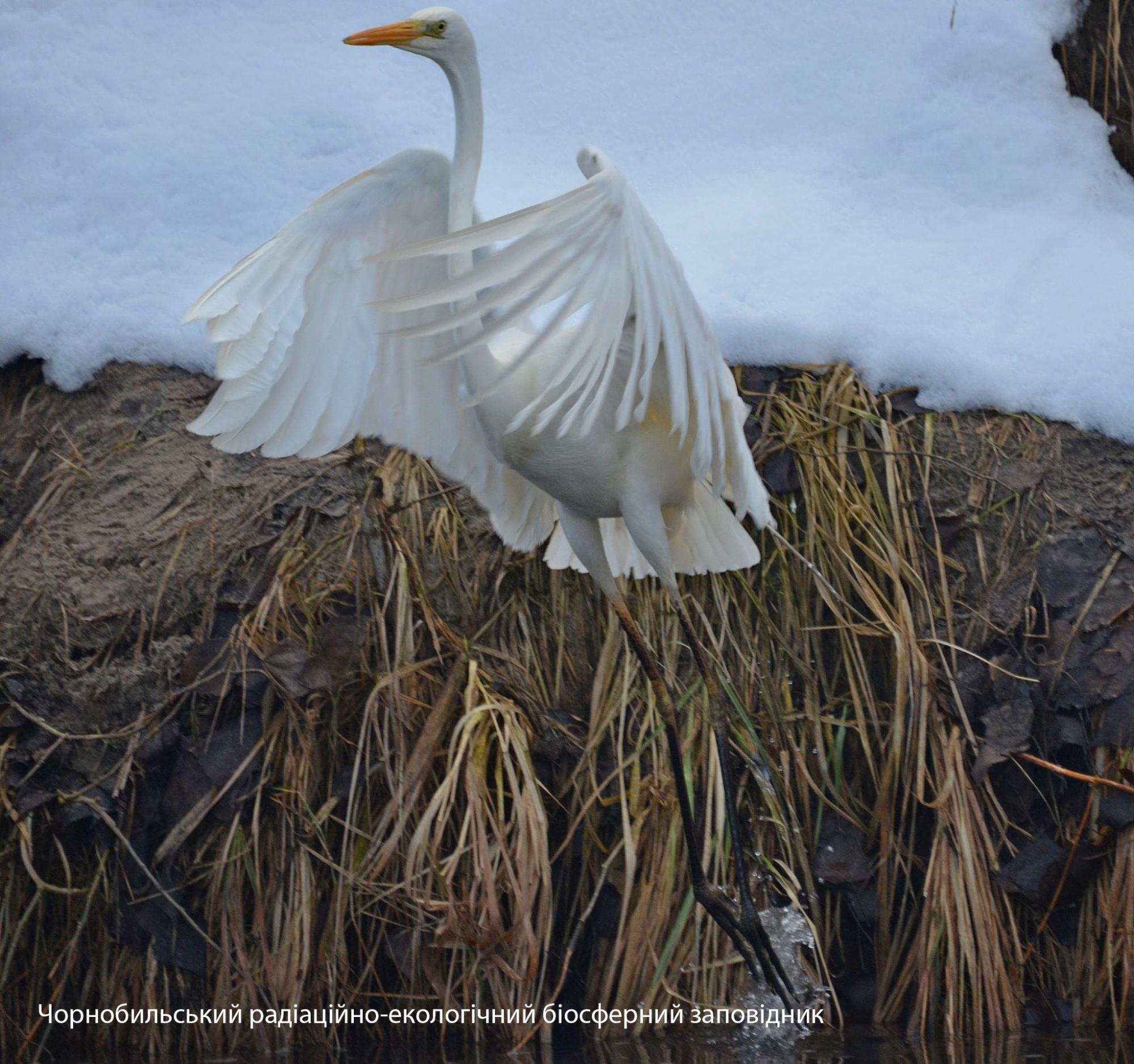 В Чернобыле показали величественную птицу: обитает в труднодоступных местах (фото)