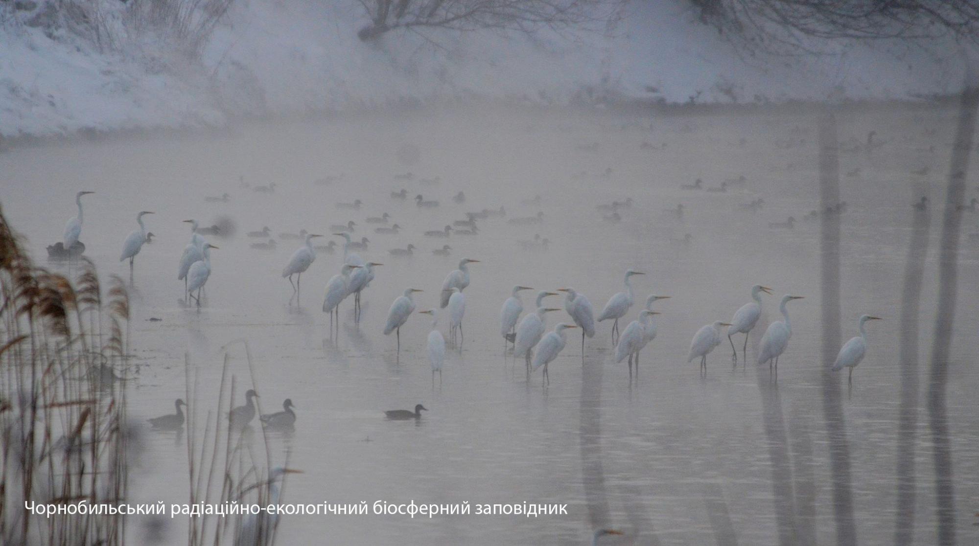 В Чернобыле показали величественную птицу: обитает в труднодоступных местах (фото)