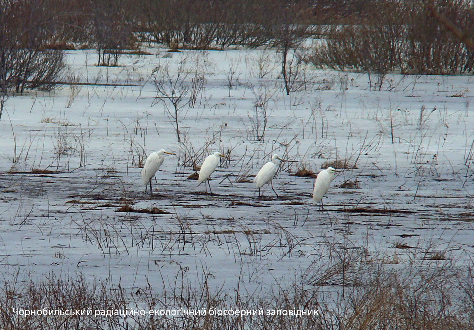 В Чернобыле показали величественную птицу: обитает в труднодоступных местах (фото)