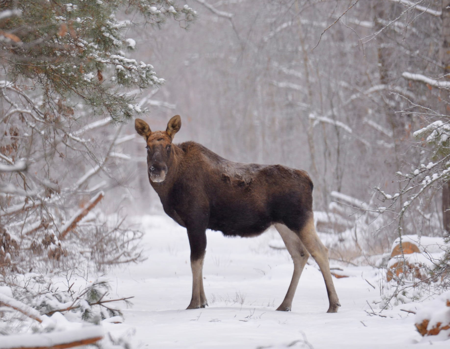 У Чорнобилі червонокнижна тварина позувала на фото: гідна виставки