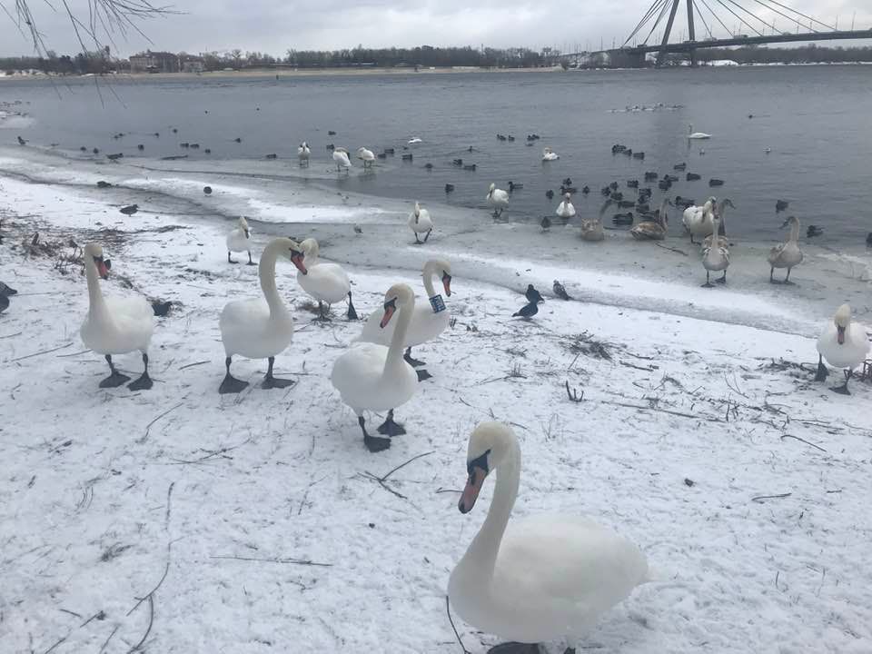 В Киеве на реке заметили настоящее лебединое царство: красота птиц поражает (фото)