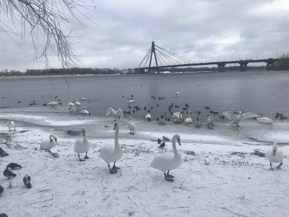 В Киеве на реке заметили настоящее лебединое царство: красота птиц поражает (фото)