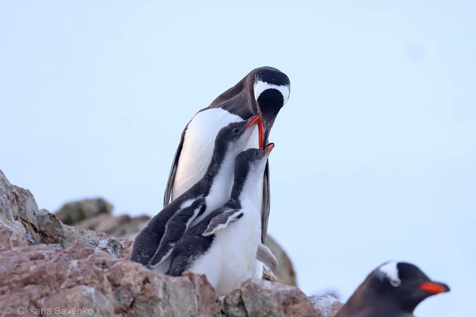 Украинские полярники показали детенышей пингвинов: милые фото и видео