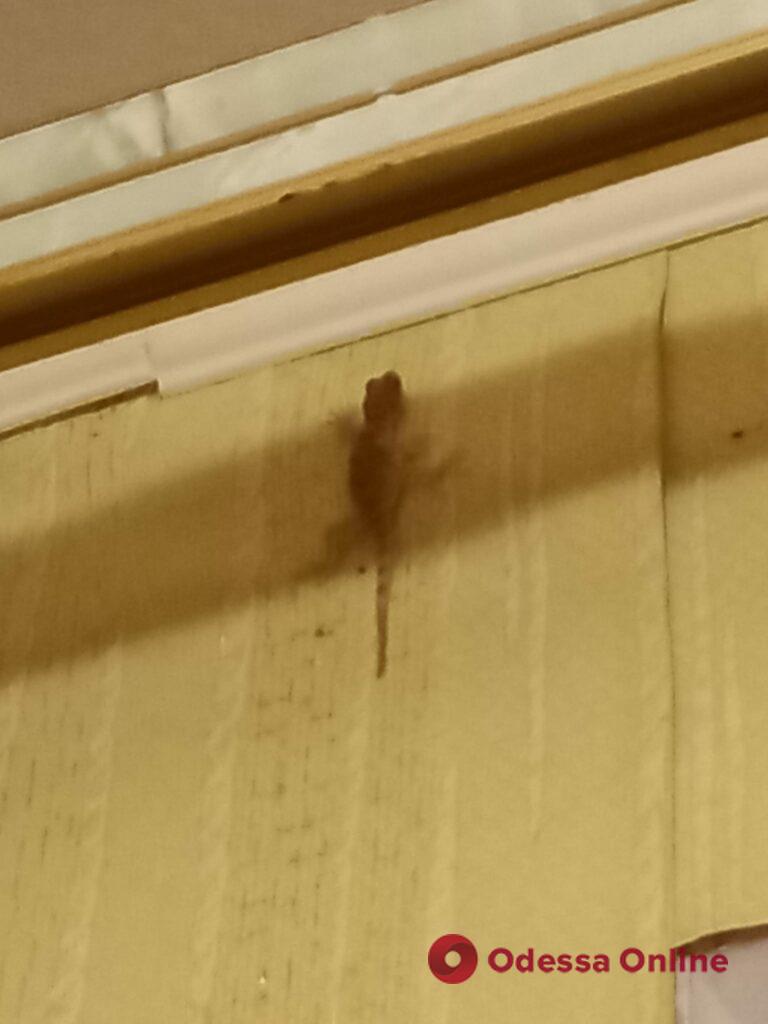 В Одесі ящірки оселилися в будинку та заповзають до мешканців (фото)