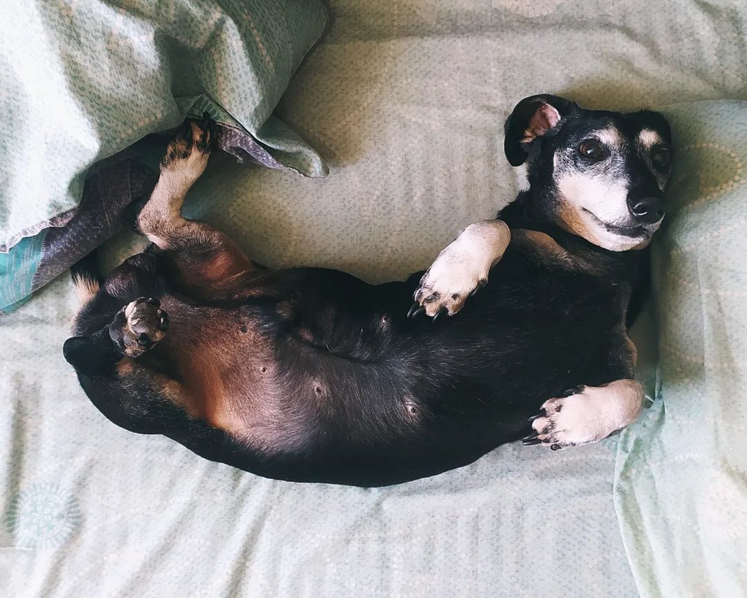 Не только Патрон: в ГСЧС рассказали про поисково-спасательную таксу-ветерана