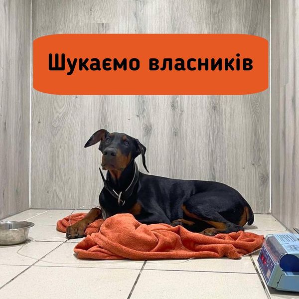 У Києві шукають господарів добермана, якого збила машина: тварина у критичному стані