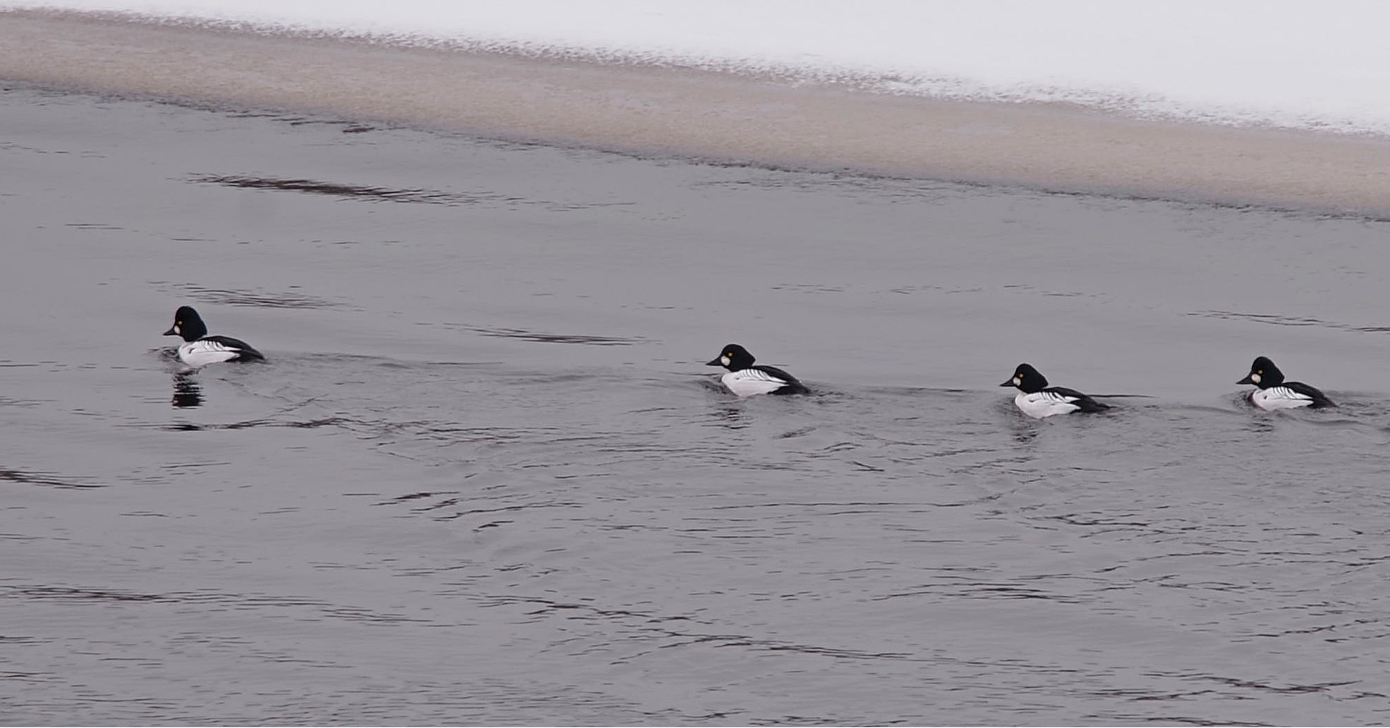 В Чернобыле показали "краснокнижную" птицу: редкий гость в регионе (фото)