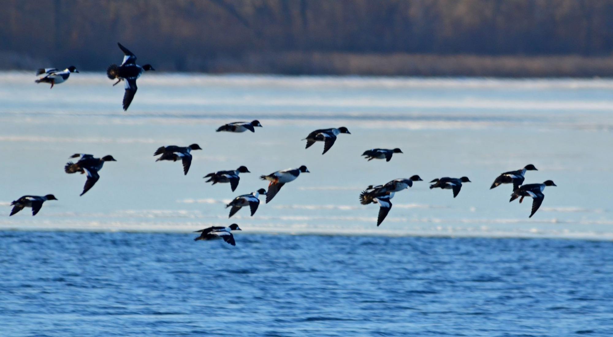 У Чорнобилі показали &quot;червонокнижного&quot; птаха: рідкісний гість у регіоні (фото)