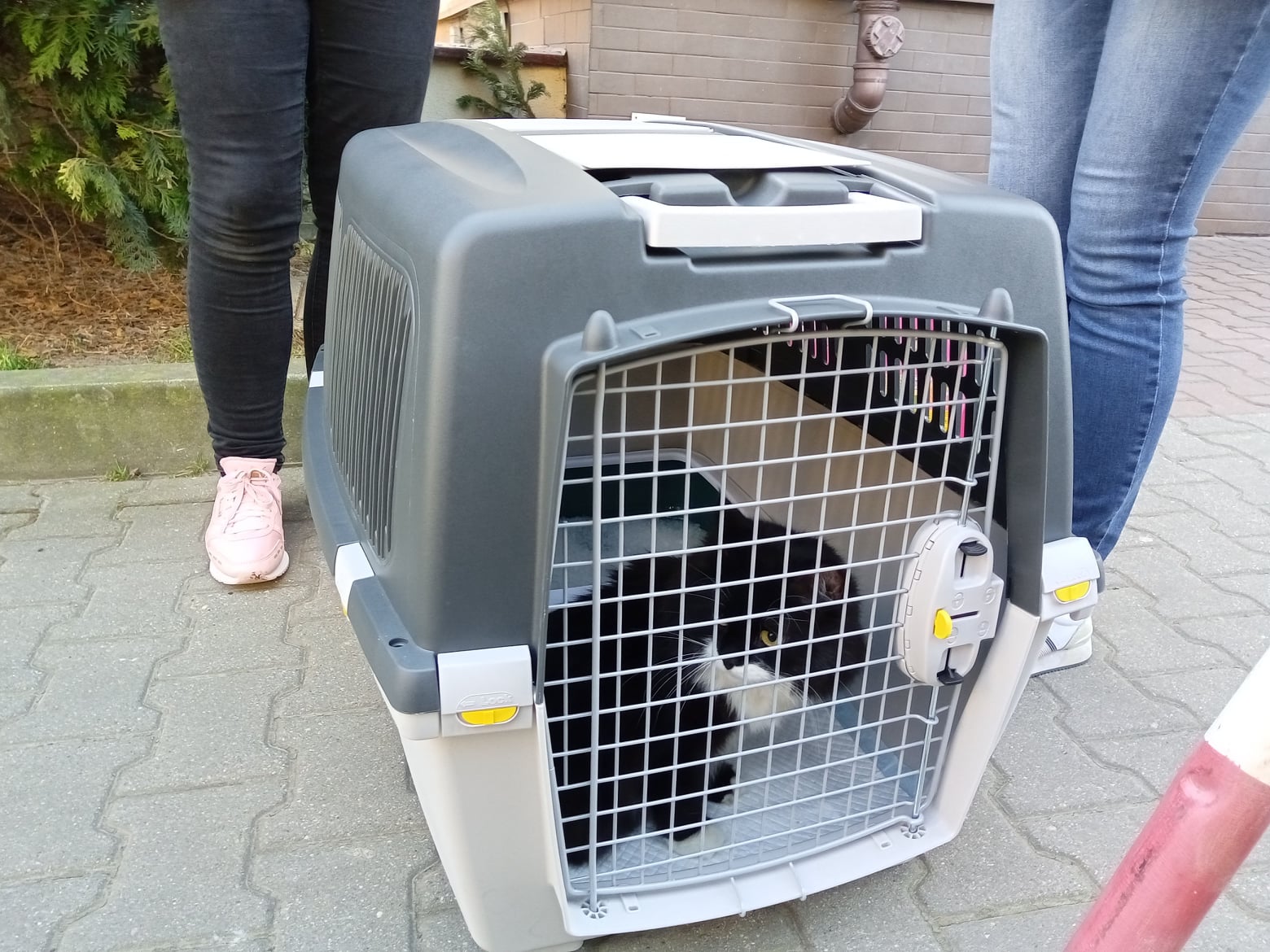 В Польше волонтеры спасли украинского кота: хозяйка ехала за ним тысячу километров