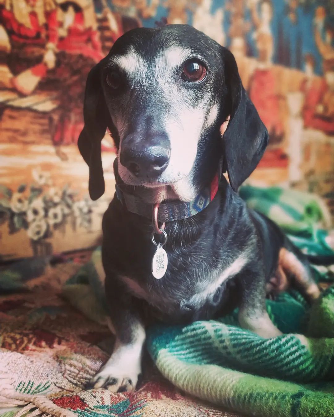 Не только Патрон: в ГСЧС рассказали про поисково-спасательную таксу-ветерана