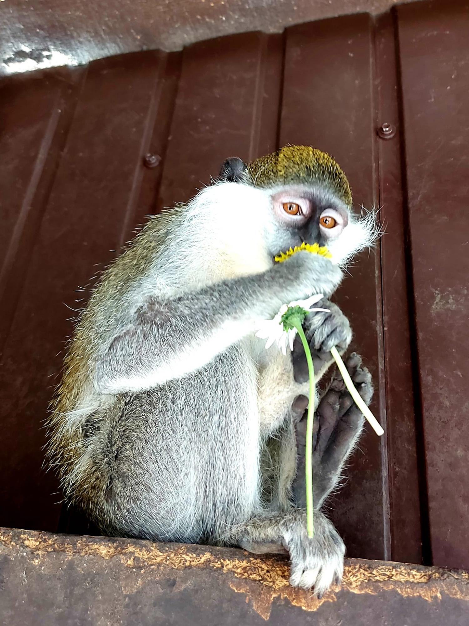 Обезьянки Анфиса и Чарлик, ослик Ося, еноты Мишка, Леля, Динька: в зоопарке под Херсоном погибло более 300 животных
