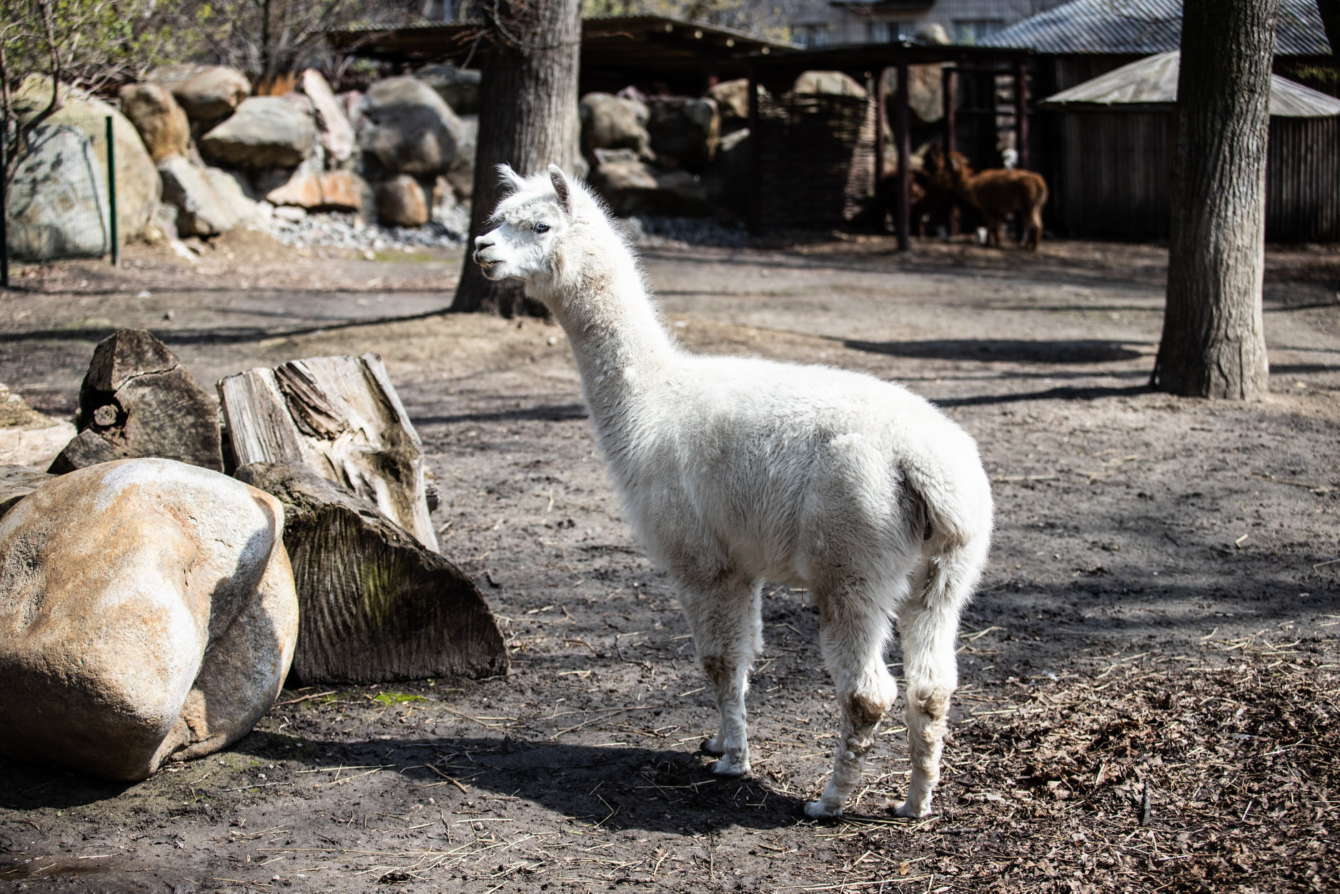 Київський зоопарк прийняв біженців з інших звіринців України: неймовірно милі фото