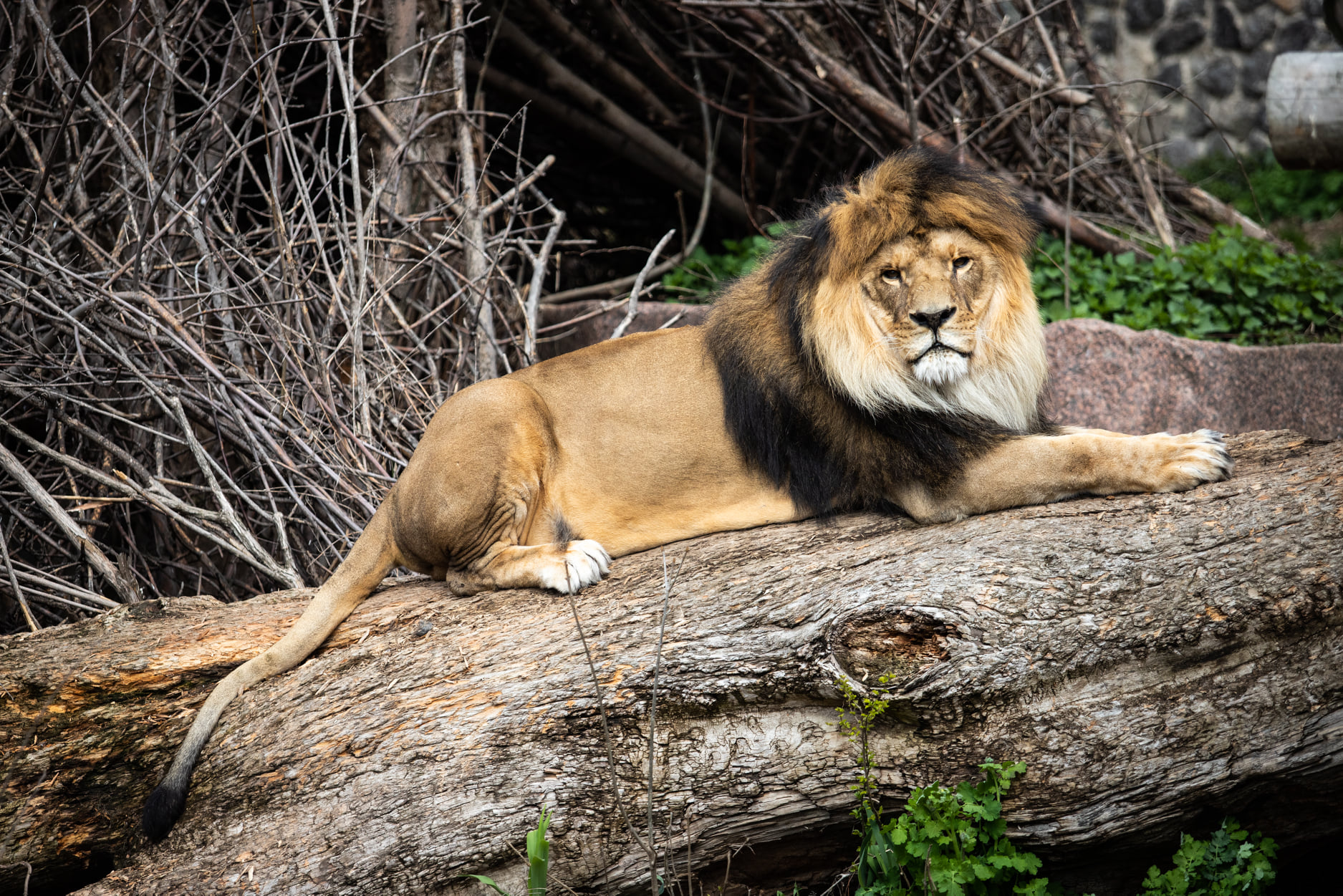Київський зоопарк прийняв біженців з інших звіринців України: неймовірно милі фото