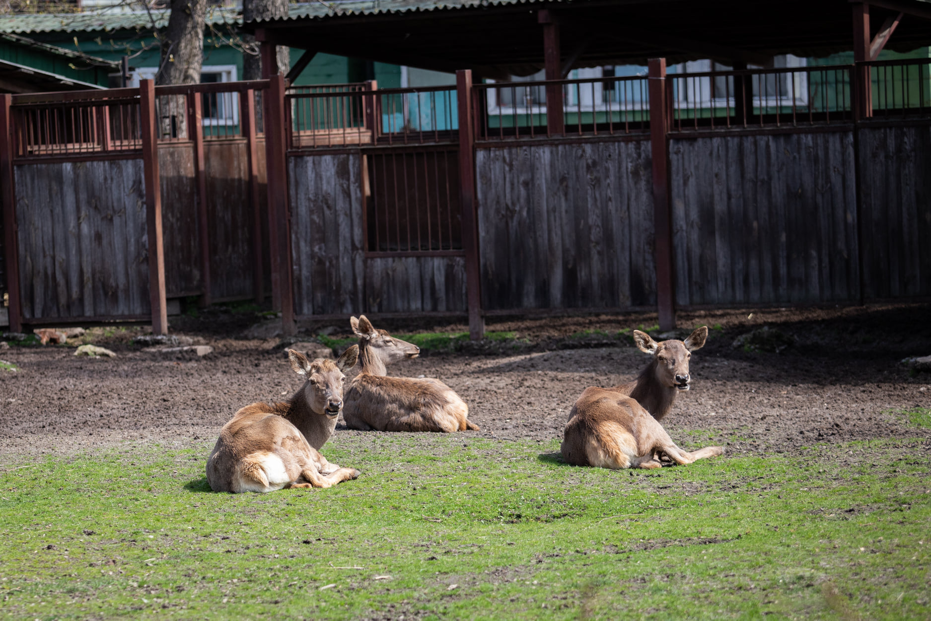 Київський зоопарк прийняв біженців з інших звіринців України: неймовірно милі фото