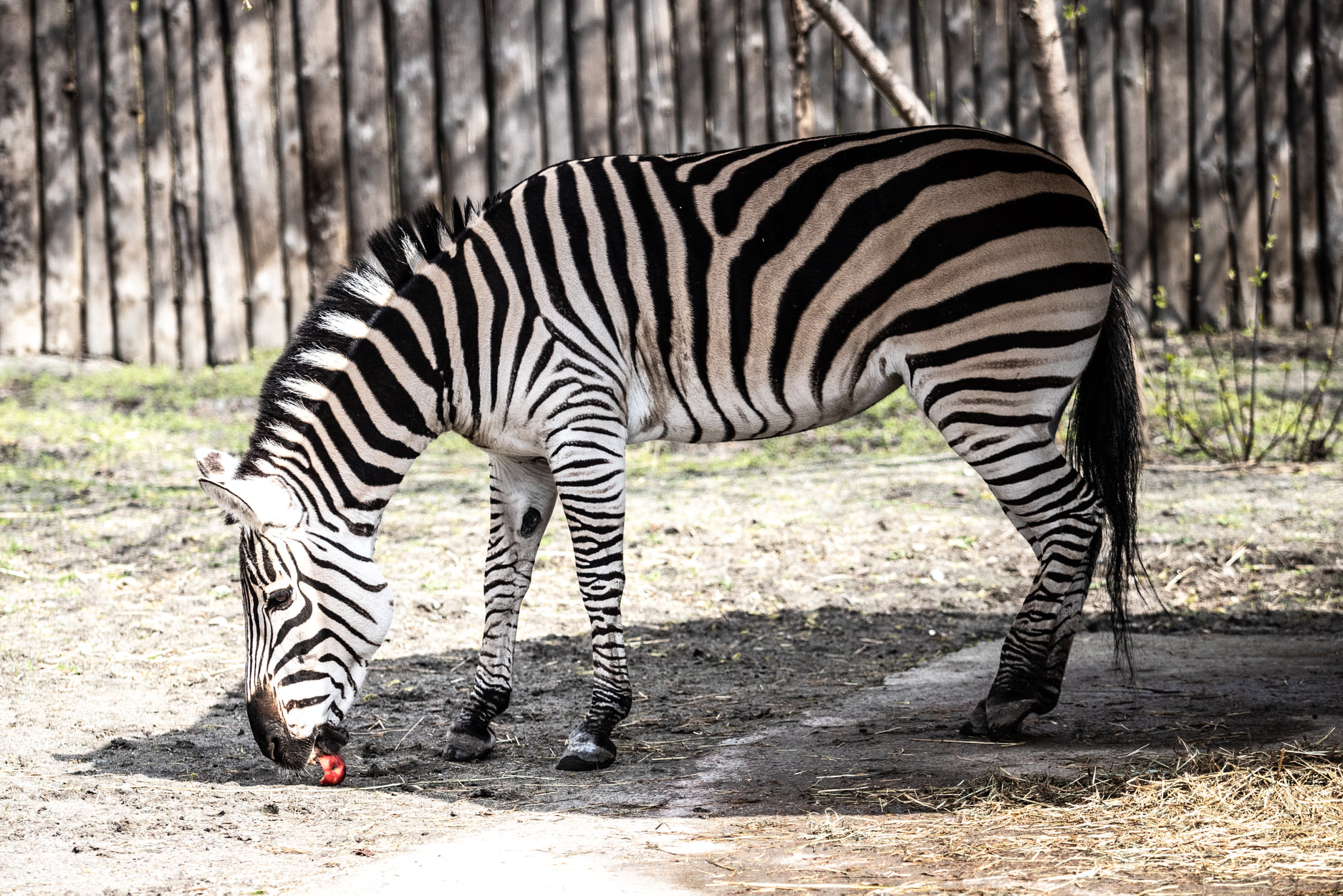 Київський зоопарк прийняв біженців з інших звіринців України: неймовірно милі фото