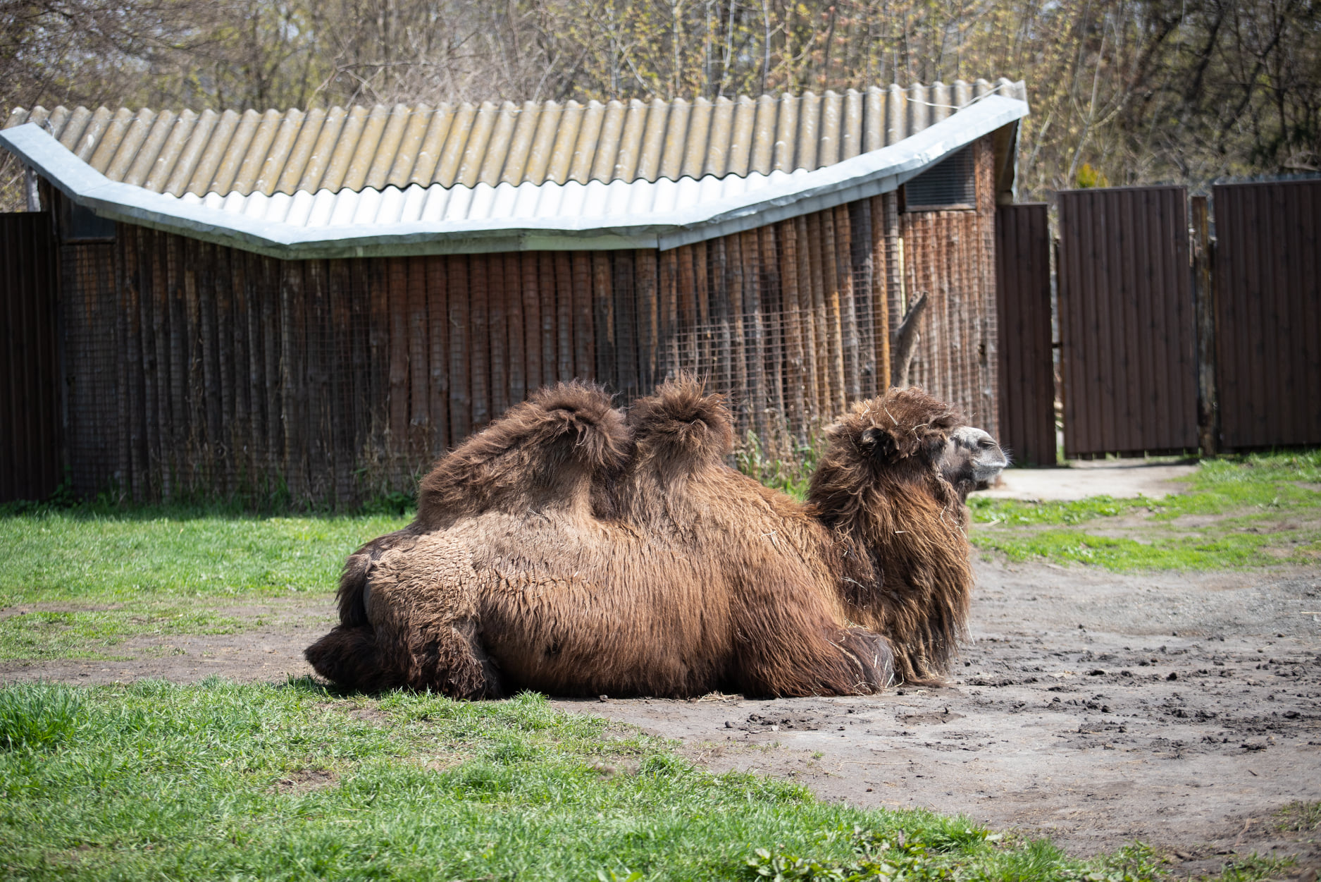 Київський зоопарк прийняв біженців з інших звіринців України: неймовірно милі фото