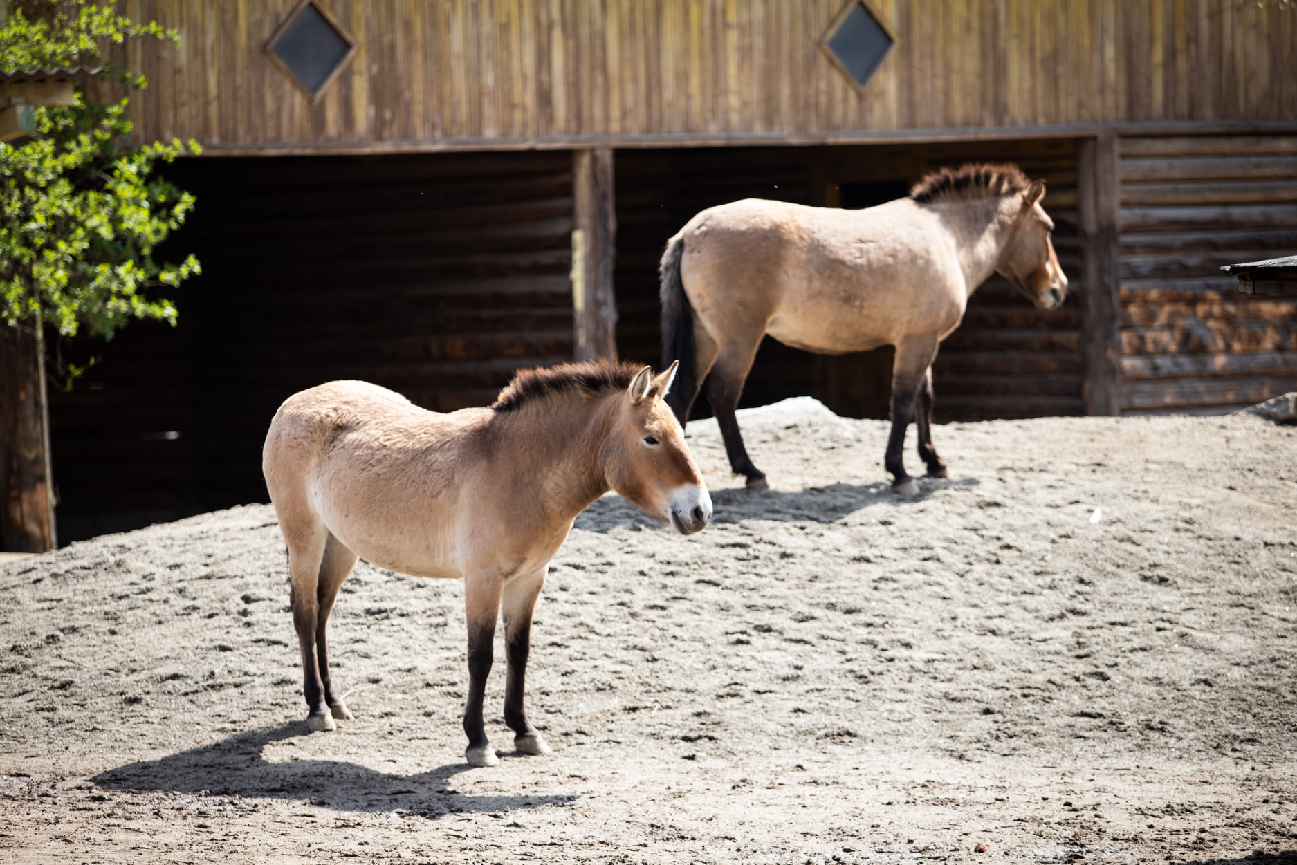 Київський зоопарк прийняв біженців з інших звіринців України: неймовірно милі фото