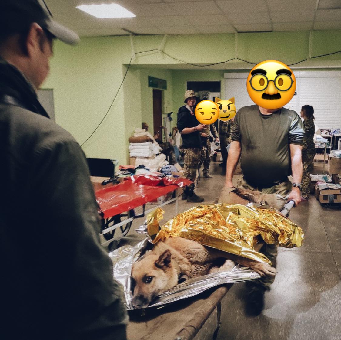 Зворушлива історія собаки Ади, врятованої військовим хірургом: в подяку лизнула лікарю руку