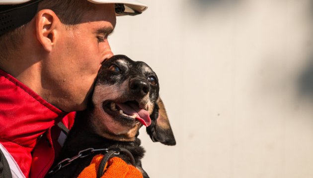 Не только Патрон: в ГСЧС рассказали про поисково-спасательную таксу-ветерана