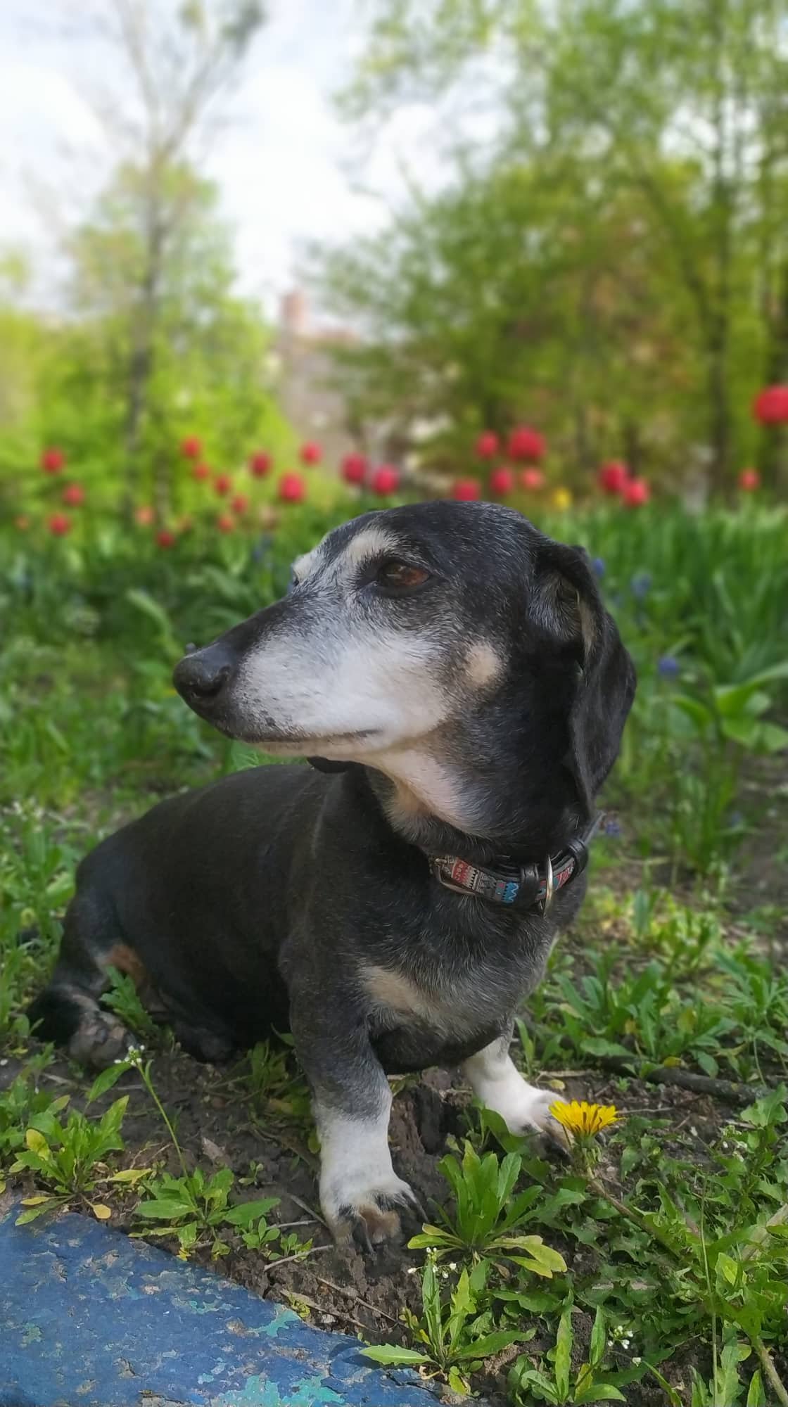 Не только Патрон: в ГСЧС рассказали про поисково-спасательную таксу-ветерана