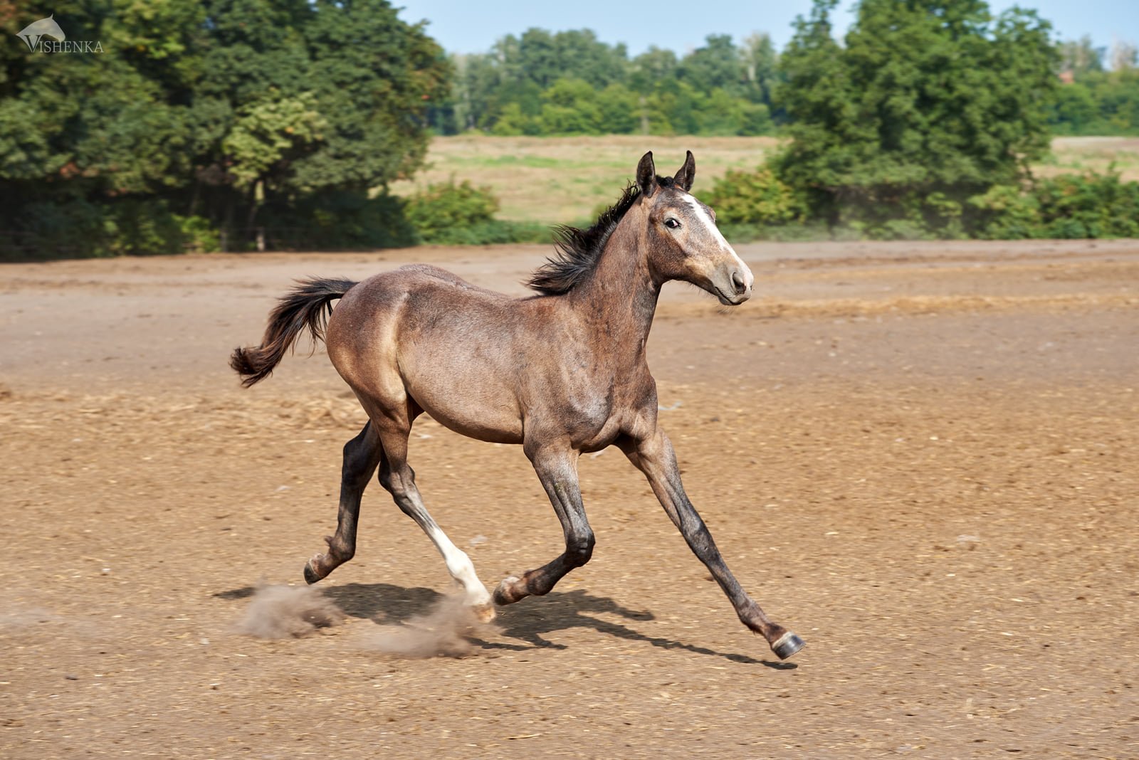 Українців закликають допомогти молодим коням: що потрібно